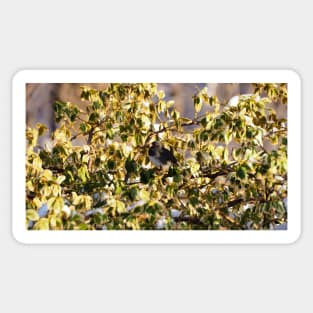 Dark-eyed Junco Perched On a Bush Sticker